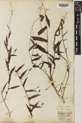 Kew Gardens K000830873:  Brown, R. [s.n.] Australia