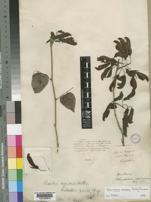 Kew Gardens K000263815:  [Unknown] [s.n.] Madagascar