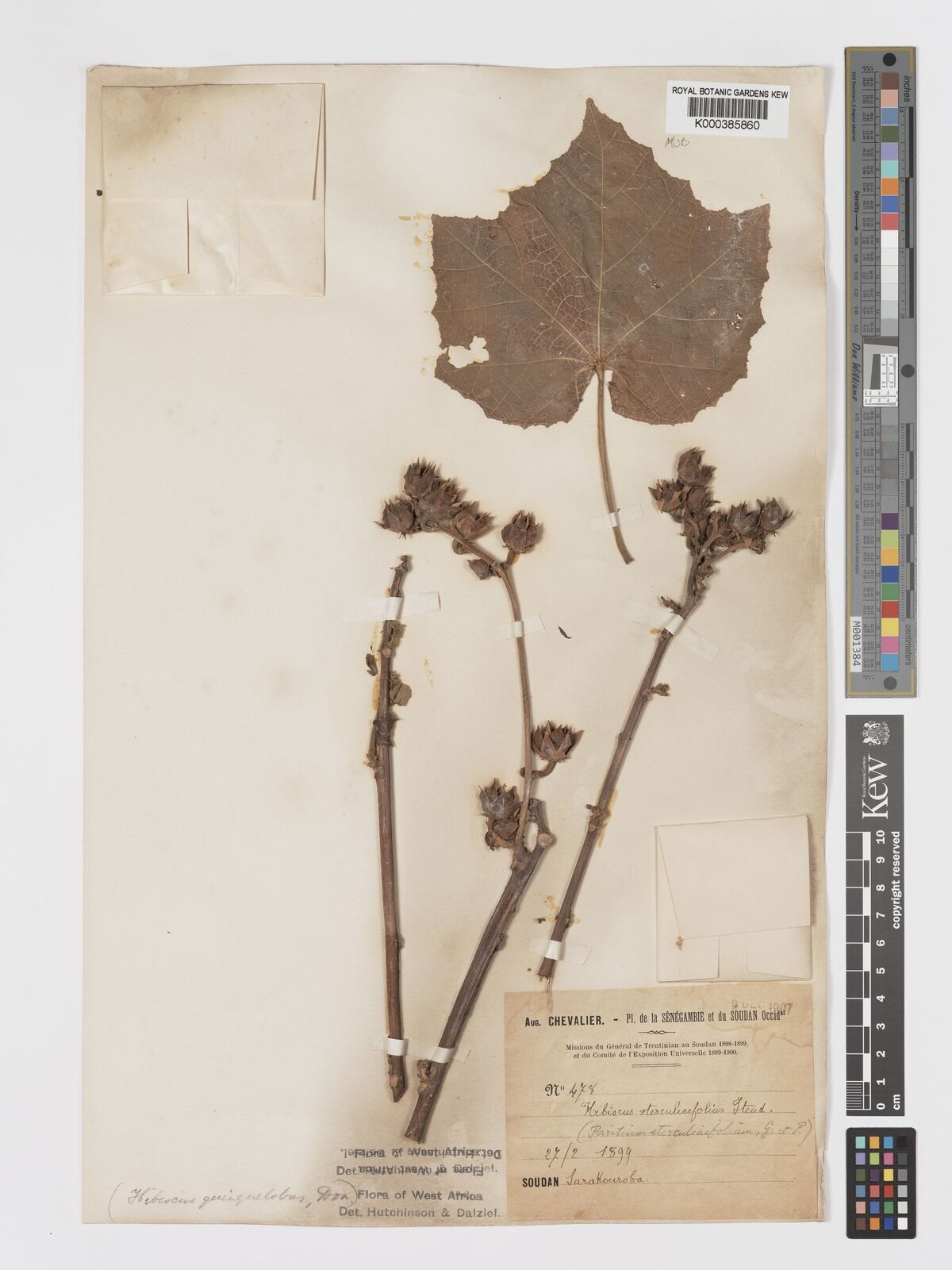 Hibiscus tiliaceus