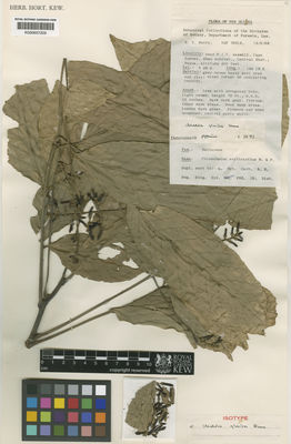 Kew Gardens K000657209:  Henty, E.E. [NGF 38514] Papua New Guinea