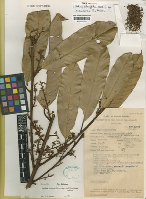 Kew Gardens K000671318:  Singh, J. [SAN. 22509] Borneo