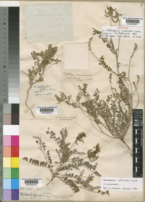 Kew Gardens K000393570:  Lowe, R.T. [s.n.]