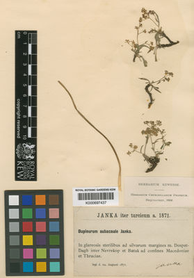 Kew Gardens K000697437:  Janka [s.n.] Bulgaria