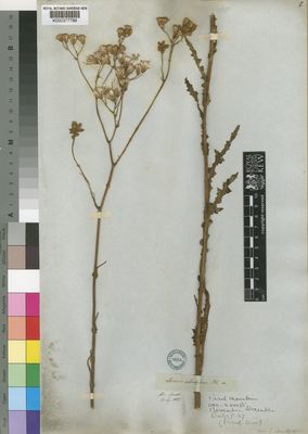 Kew Gardens K000377786:  Drege [s.n.] South Africa