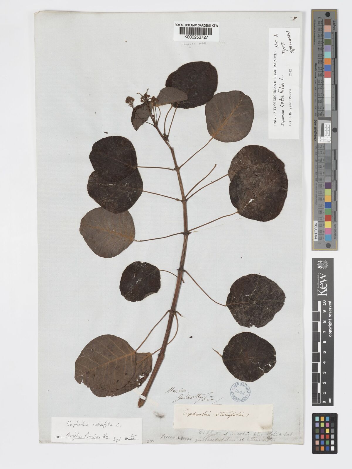 Kew Gardens K000253727:  Galeotti, H. [s.n.] Mexico