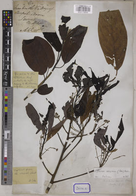 Kew Gardens K001116549:  Wallich, N. [Cat. no. 2606] India