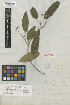 Kew Gardens K000700035:  Cuming, H. [1378] Philippines