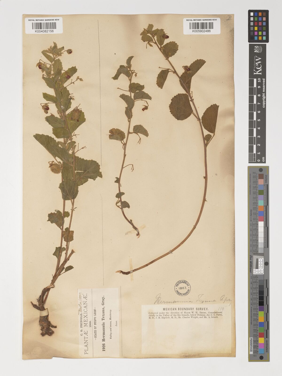 Hermannia texana
