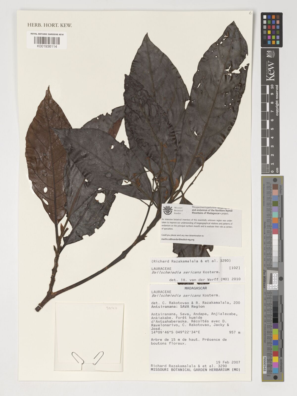 Beilschmiedia sericans