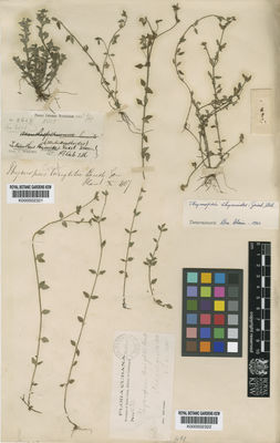 Kew Gardens K000502322:  Combs, R. [439] Cuba