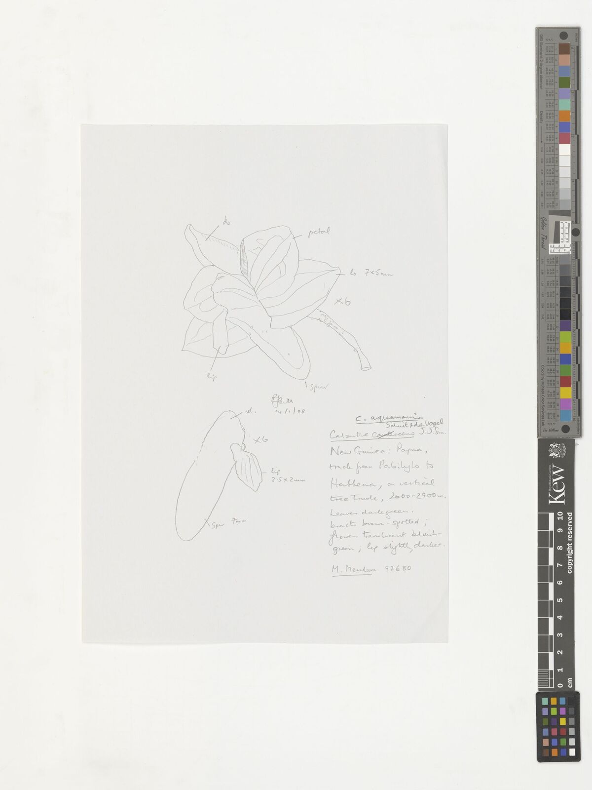 Kew Gardens K000829061:  Mendum, M. [92680] Indonesia