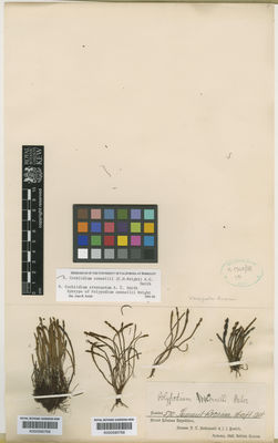 Kew Gardens K000590768:  Quelch, J.J; McConnel, F. [570 [B]] Guyana