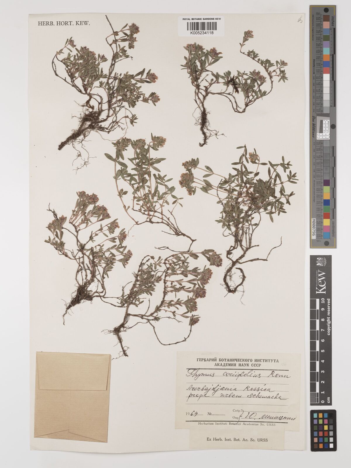 Thymus coriifolius Ronniger Plants of the World Online Kew Science