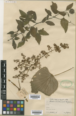 Kew Gardens K000583379:  s.coll. [1633] Colombia