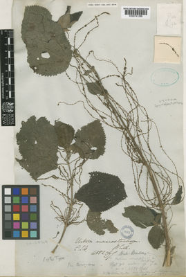 Kew Gardens K000741286:  s.coll. [4582]