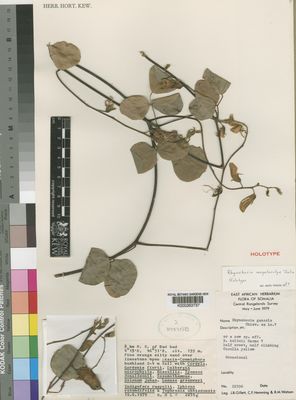 Kew Gardens K000263737:  Gillett, J.B.; Hemming, C.F.; Watson, R.M. [22596] Somalia