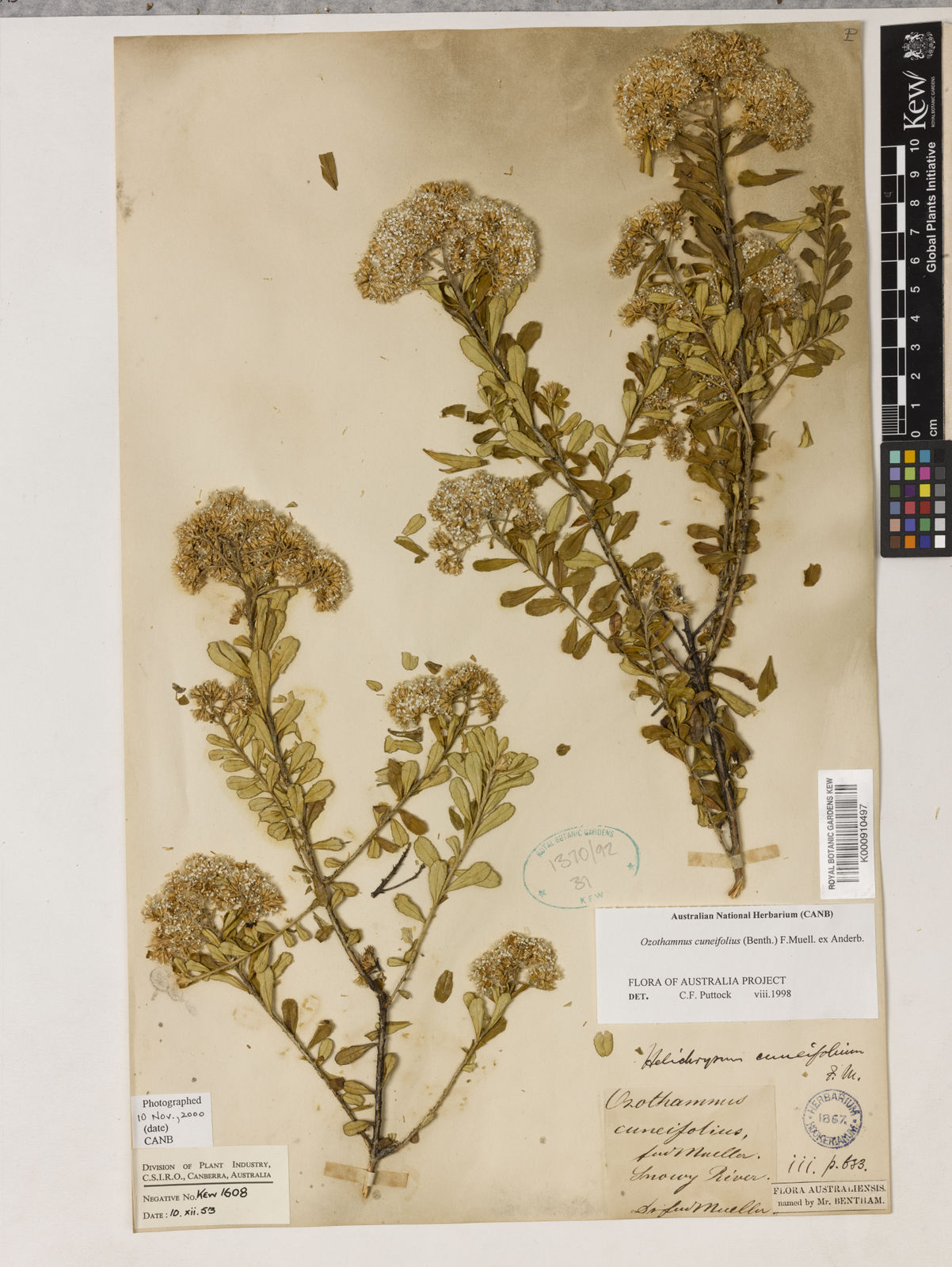 Ozothamnus cuneifolius (F.Muell. ex Benth.) Anderb. | Plants of the ...