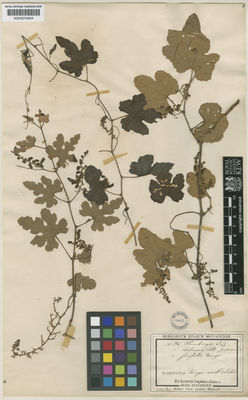 Kew Gardens K000574954:  Bürger, H. [s.n.] Japan