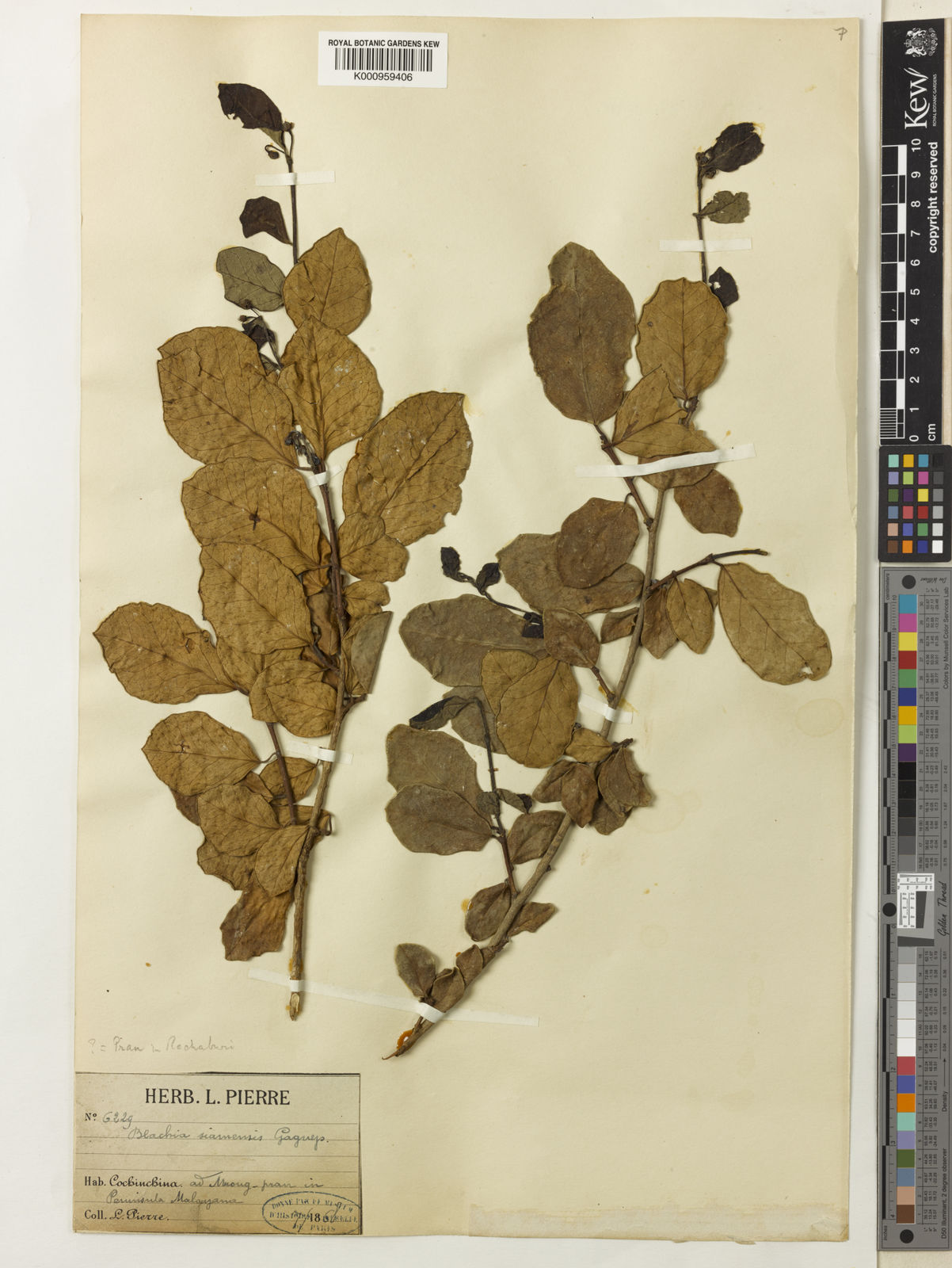 Blachia siamensis Gagnep. | Plants of the World Online | Kew Science