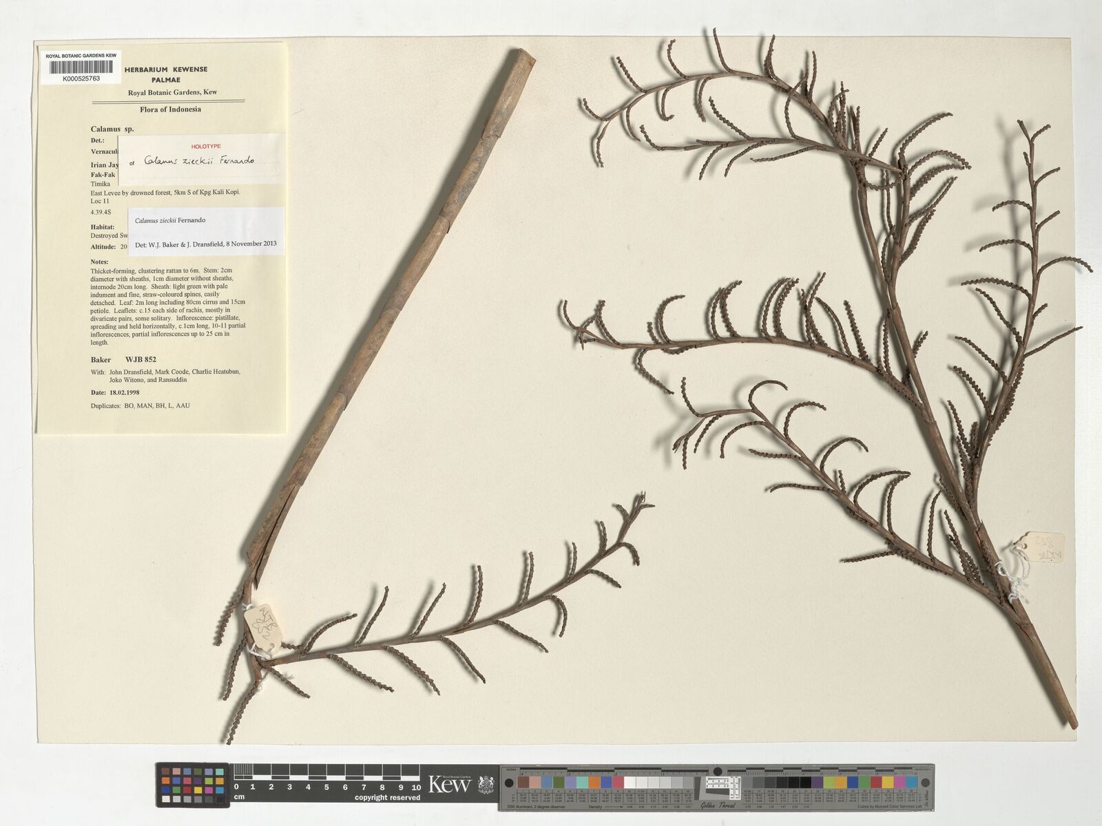 Kew Gardens K000525763:  Baker, W.J.; Dransfield, J.; Coode, M.; Heatubun, C.; Joko Witono; Ransuddin [852] Indonesia
