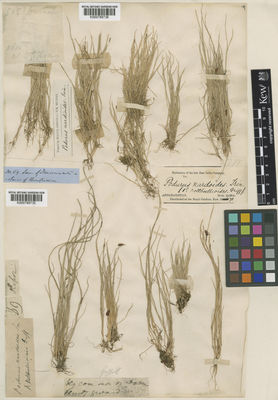 Kew Gardens K000789736:  s.coll. [311]