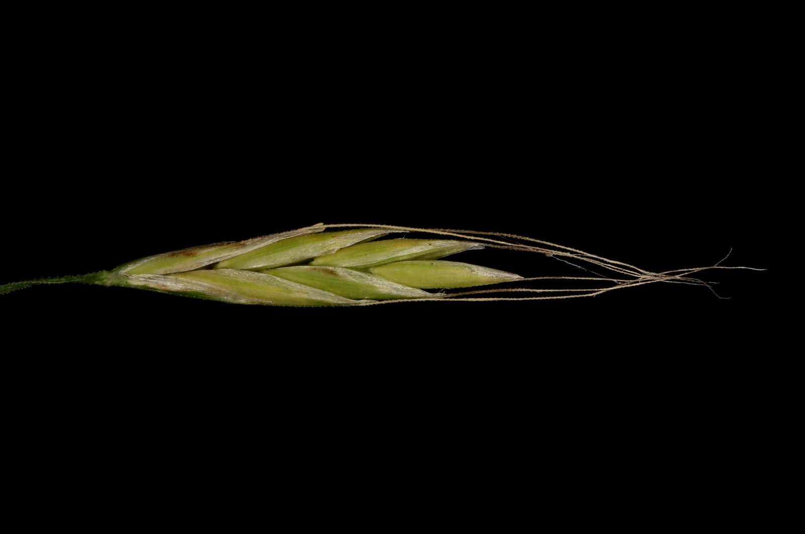 Lolium giganteum (L.) Darbysh. | Plants of the World Online | Kew Science