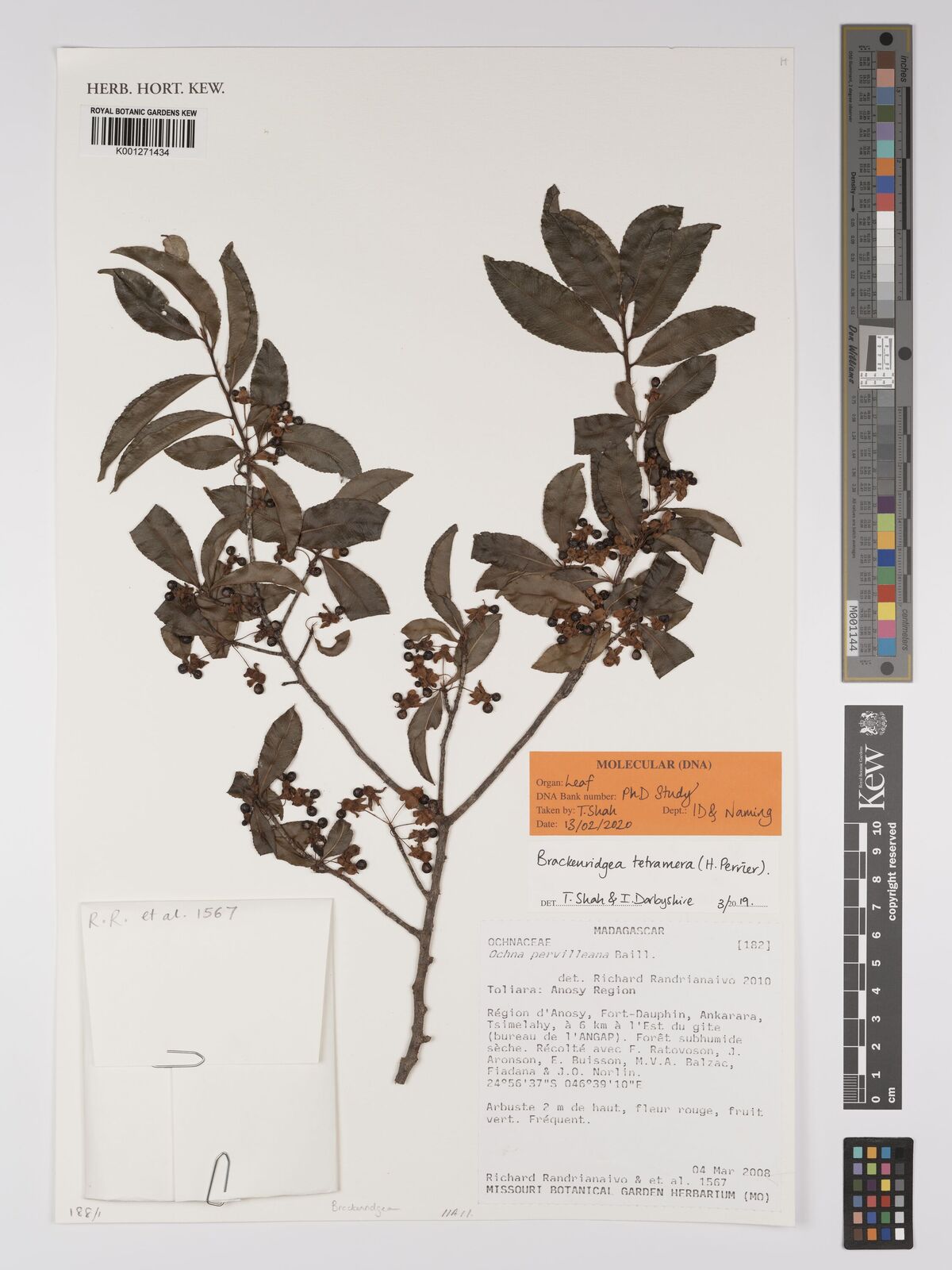 Brackenridgea tetramera