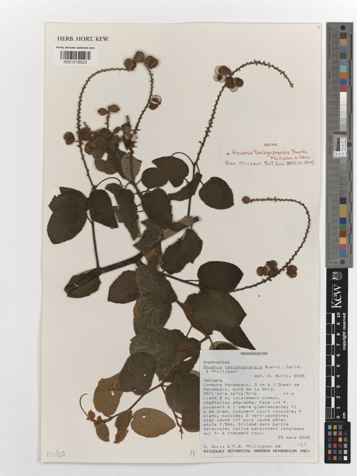 Kew Gardens K001519023:  Burki, S. [68] Madagascar