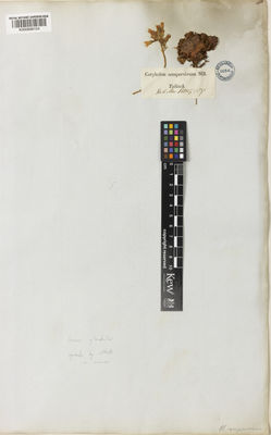 Kew Gardens K000898154:  s.coll. [s.n.] Iraq