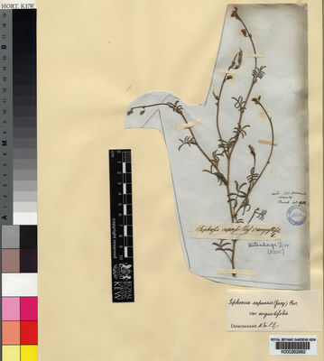 Kew Gardens K000262982:  Drege [s.n.] South Africa