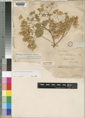 Kew Gardens K000241108:  Speke; Grant [737] Kenya