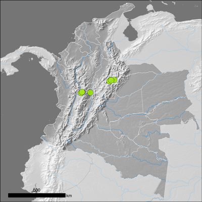 Heptapleurum arboricola Hayata | Plants of the World Online | Kew Science