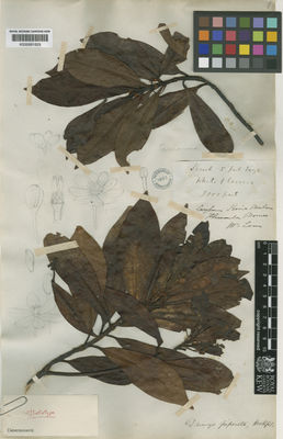 Kew Gardens K000681629:  Lowe [s.n.] Borneo