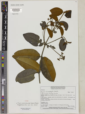 Kew Gardens K000343810:  Guedes, M.L.; Santos, E.S.; Argolo, A.S.; Paraguassi, L.A.A.; da Silva, M.P. [1403] Brazil