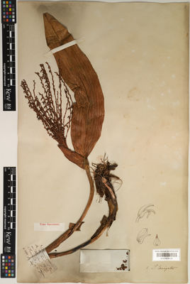 Kew Gardens K000674238:  s.coll. [1406] Colombia