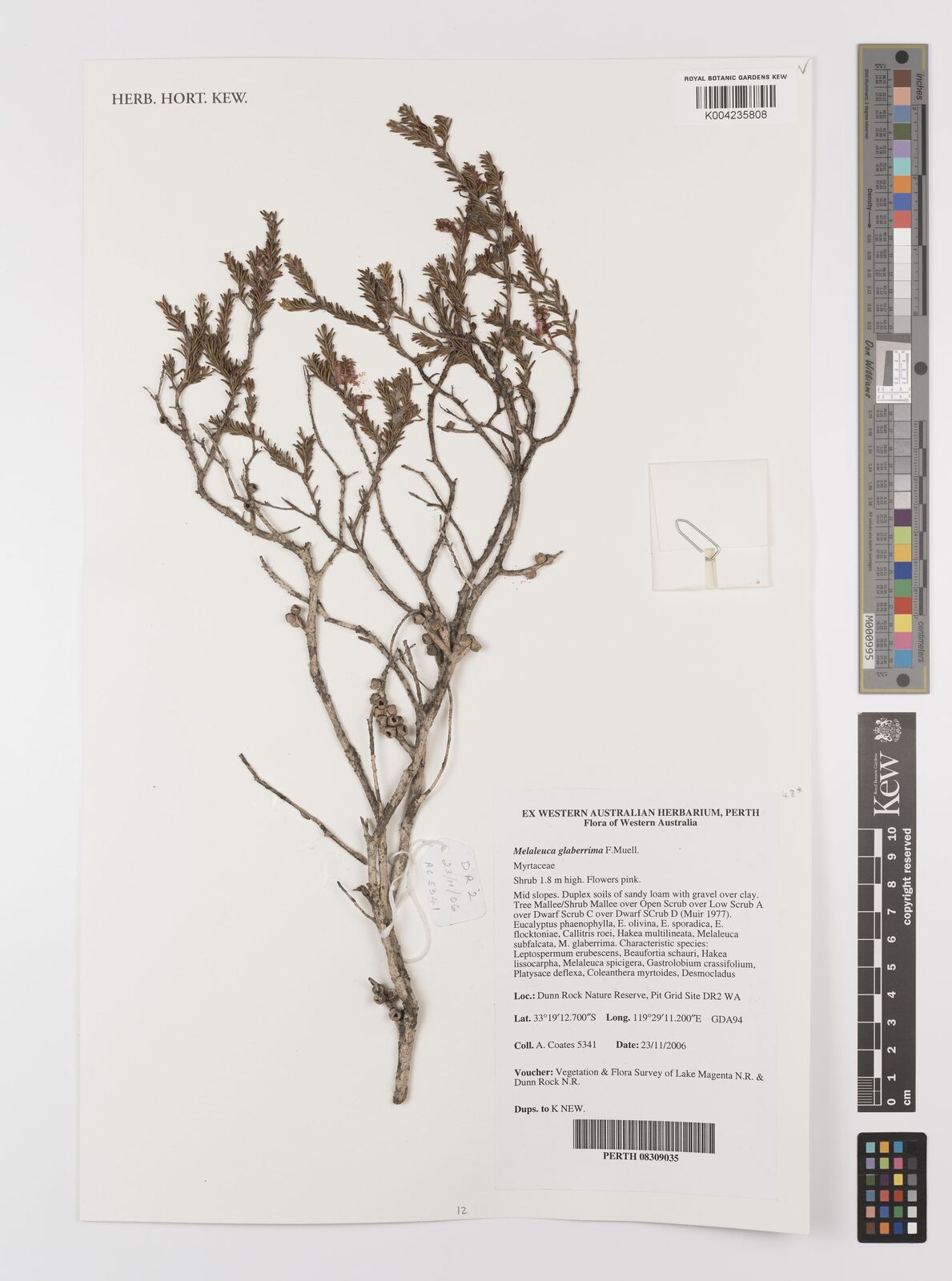 Melaleuca glaberrima thumbnail