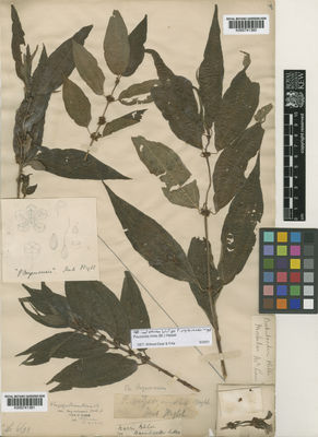 Kew Gardens K000741360:  Law [s.n.]