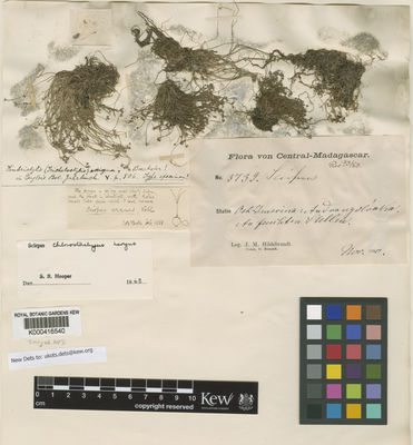 Kew Gardens K000416540:  Hildebrandt, J.M. [3739] Madagascar