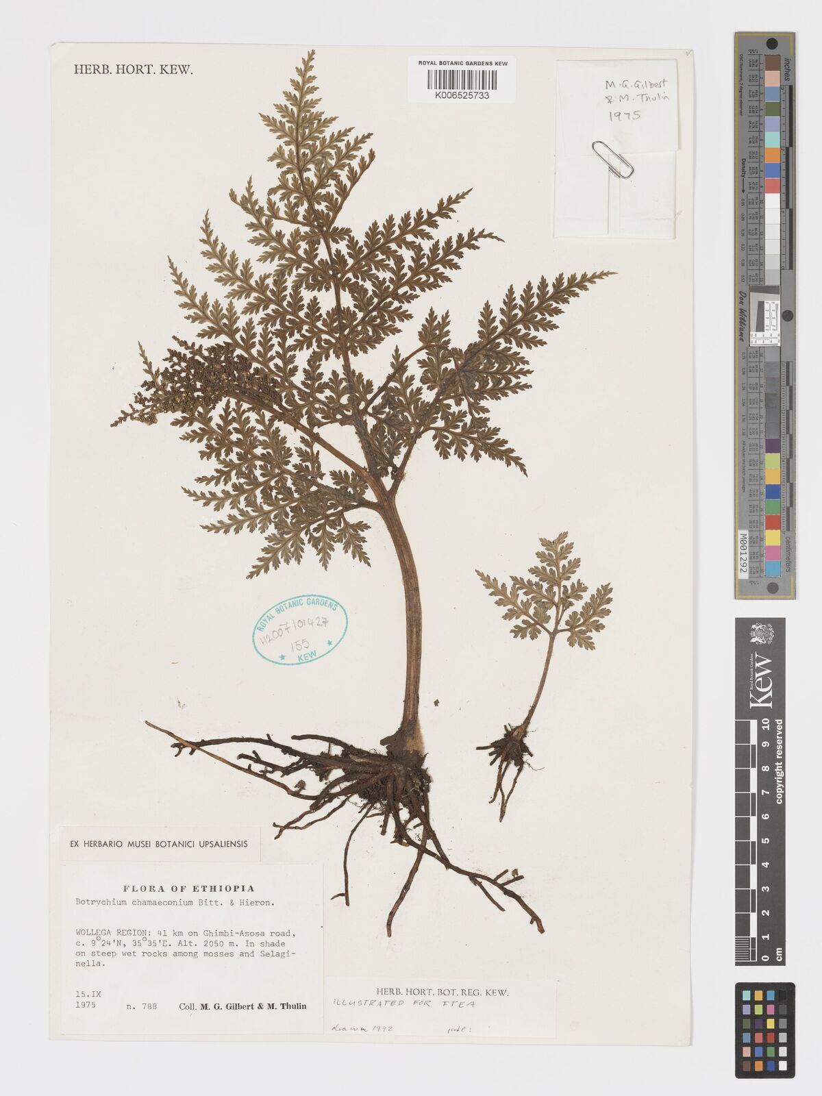 Botrychium chamaeconium