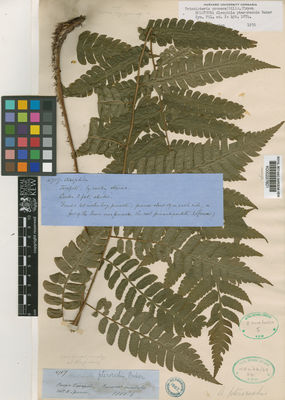 Kew Gardens K000227601:  Spruce, R. [4717] Peru