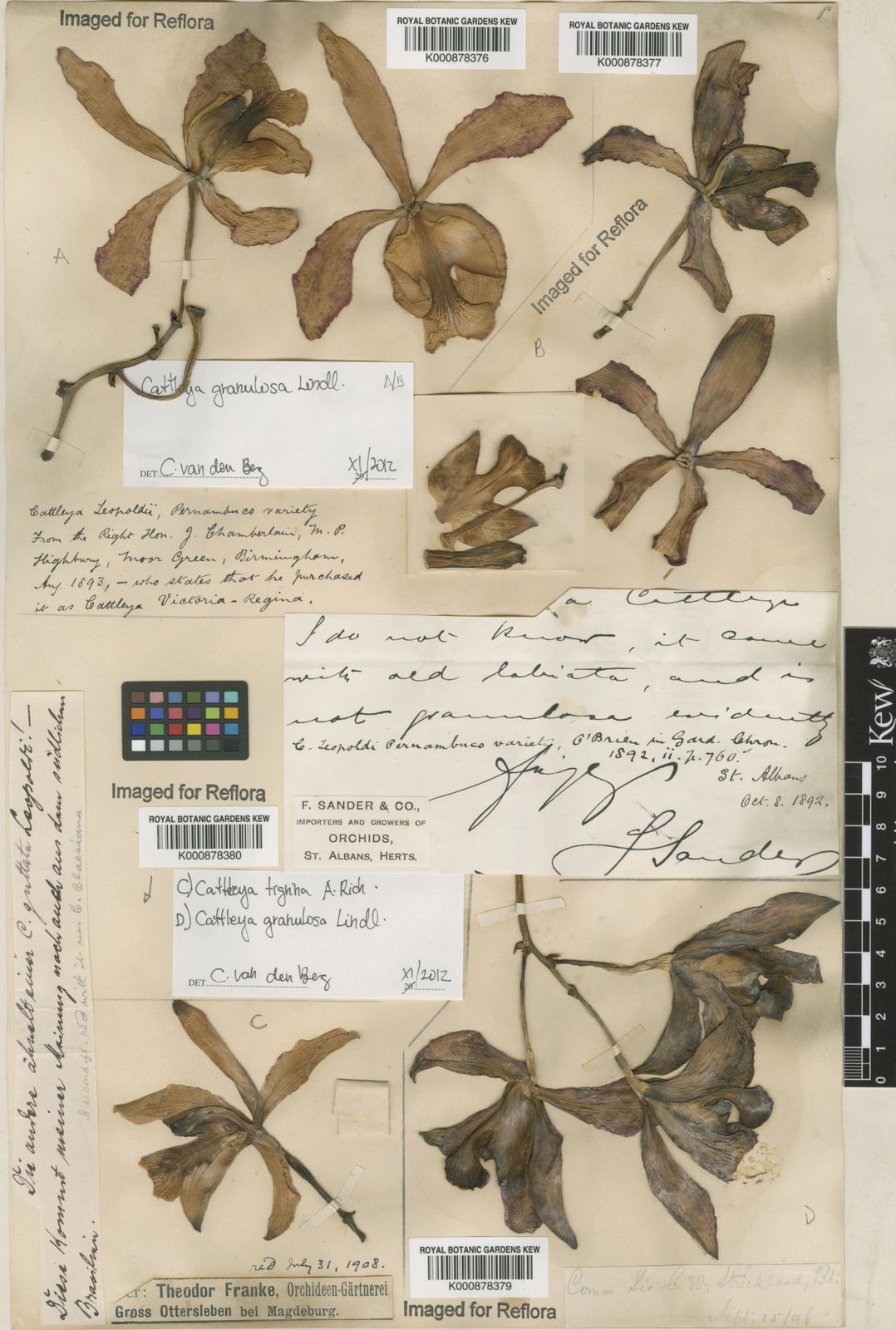 Cattleya granulosa Lindl. | Plants of the World Online | Kew Science