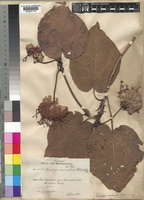 Kew Gardens K000241167:  Hildebrandt, J.M. [3531] Madagascar