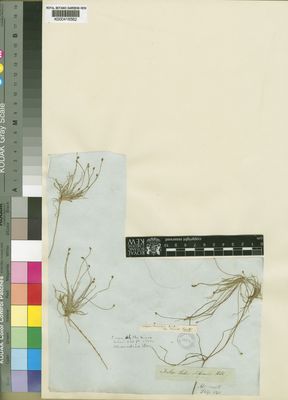 Kew Gardens K000416562:  Drege [s.n.] South Africa