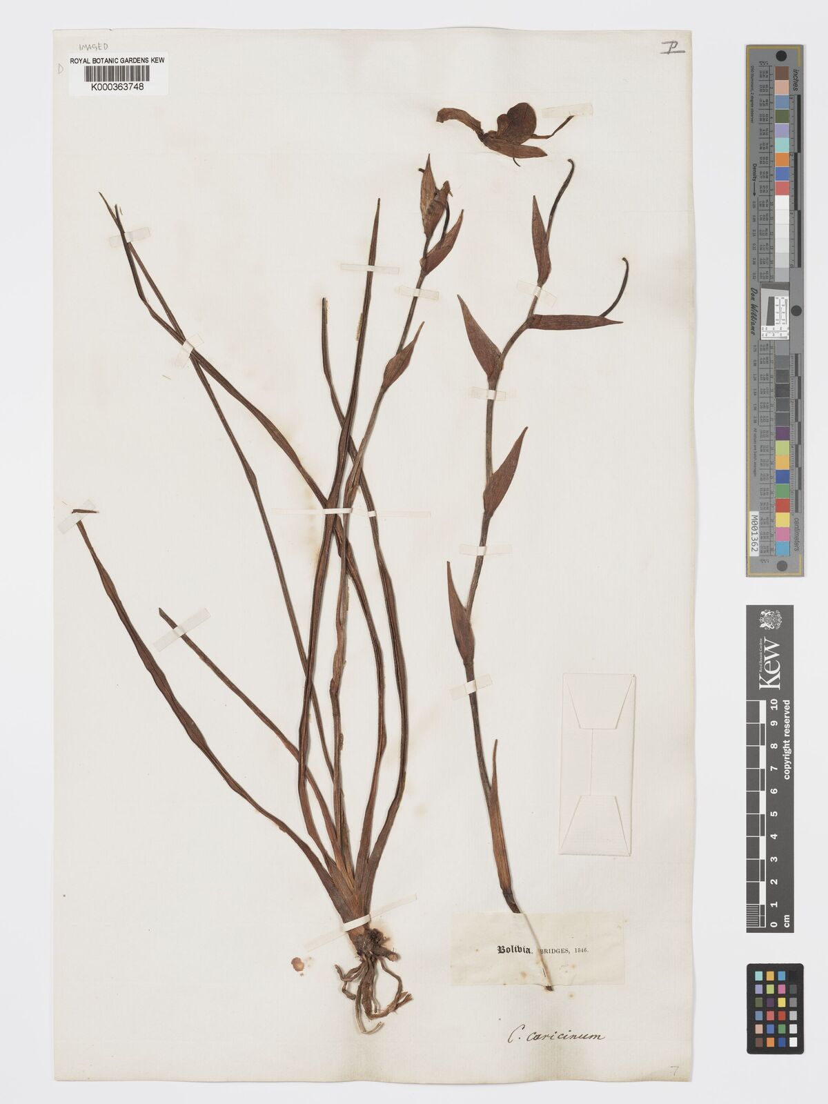 Kew Gardens K000363748:  Bridges [s.n.] Bolivia