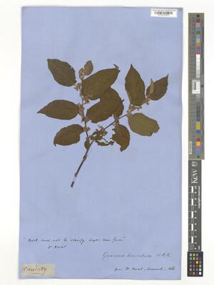 Guazuma ulmifolia Lam. | Colombian Plants made accessible