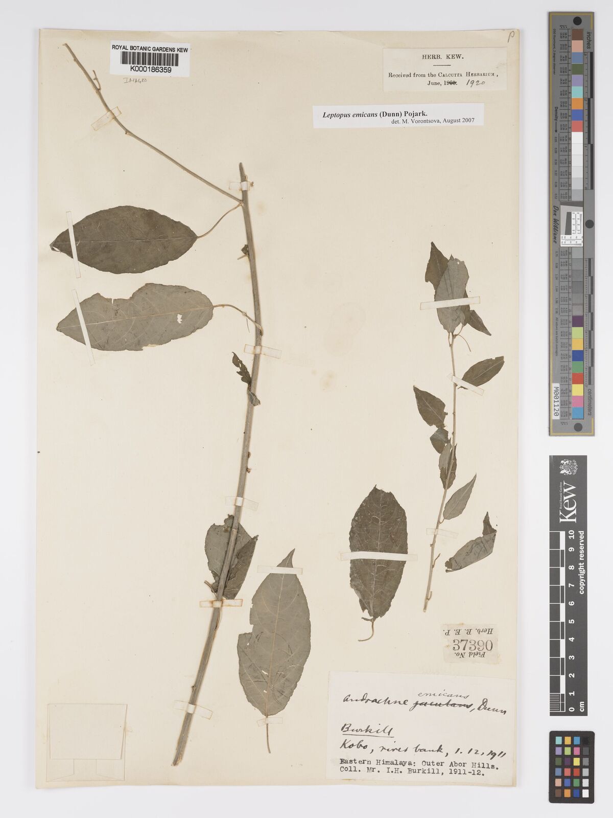 Kew Gardens K000186359:  Burkill, I.H. [37390] India