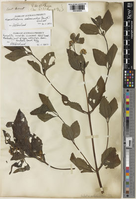 Kew Gardens K001065800:  Brown, R. [s.n.] Australia