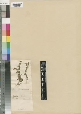 Kew Gardens K000425224:  Pomel [s.n.]