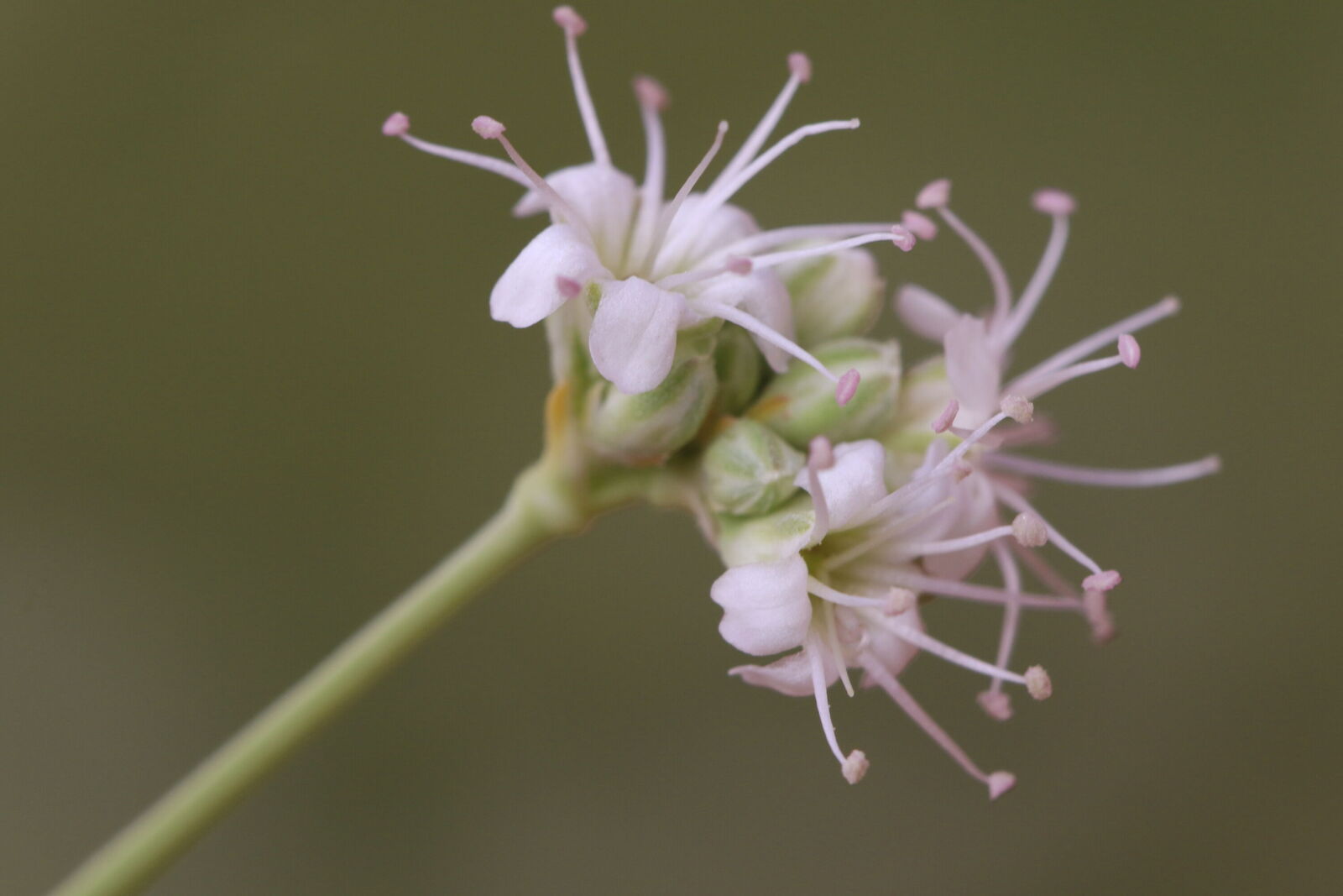 Gypsophila struthium subsp. struthium Plants of the World Online
