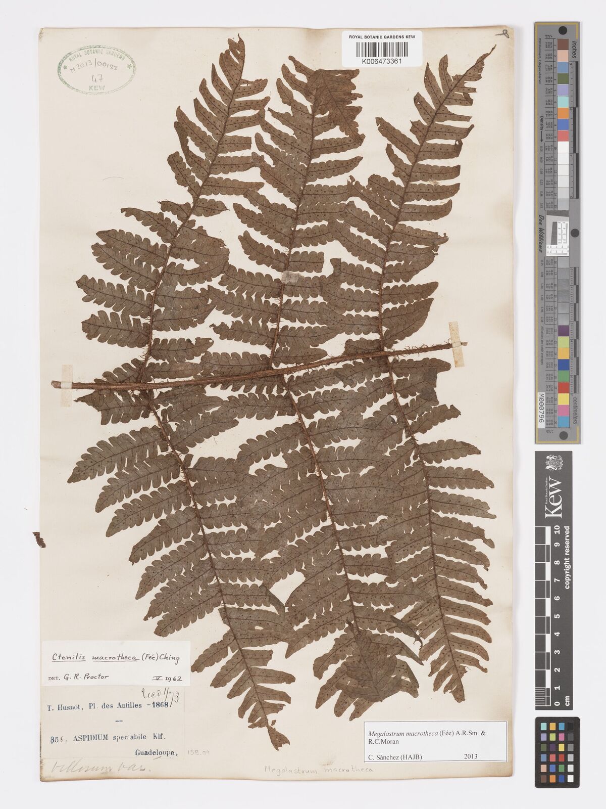 Megalastrum macrotheca